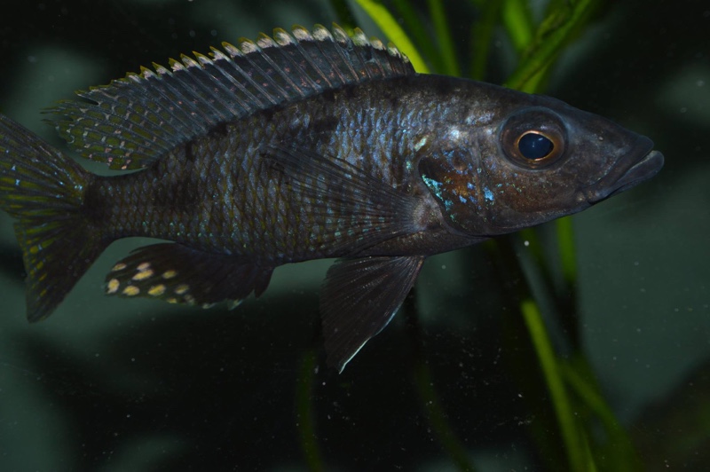 Stigmatochromis melanchros